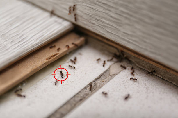 Best Pest Removal Services  in Whitewright, TX