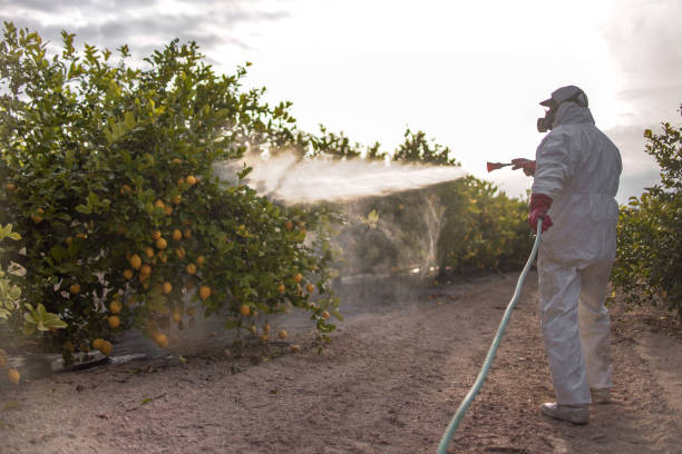 Best Pest Prevention Services  in Whitewright, TX