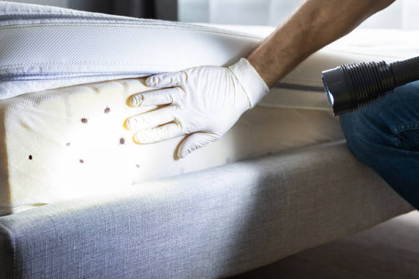 Best Termite Control Services  in Whitewright, TX