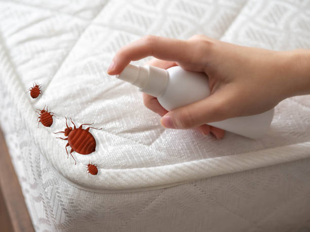 Best Local Pest Control Services  in Whitewright, TX